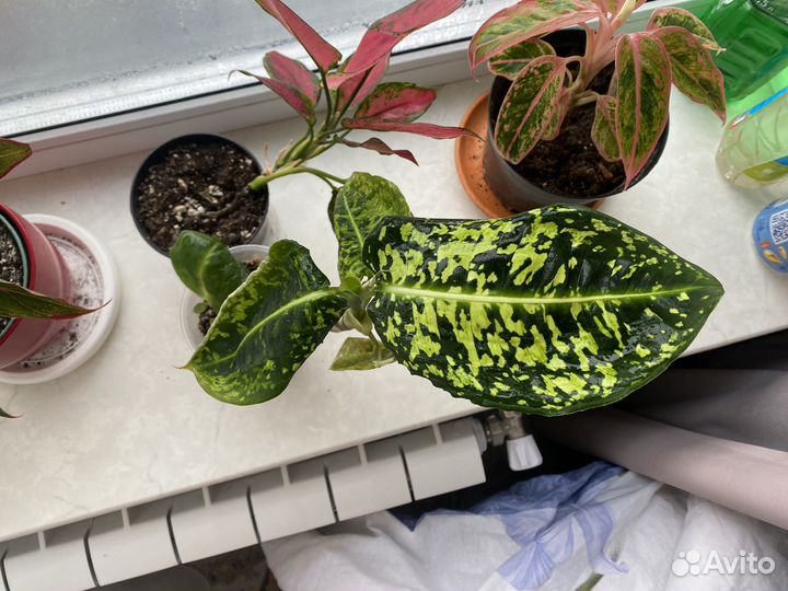 Диффенбахия Рефлектор