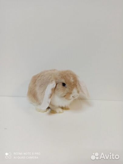 Декоративные кролики