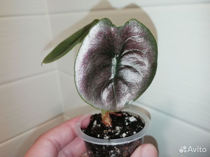 Алоказия Ред Секрет (Red Secret)