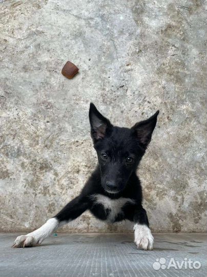 Щенок мальчик