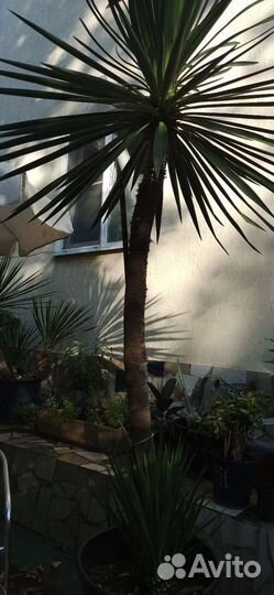 Пальма юкка