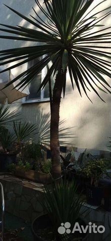 Пальма юкка