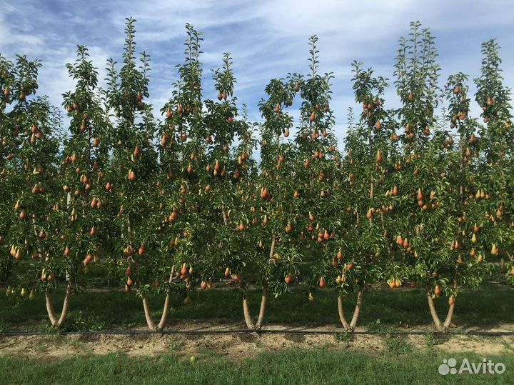 Саженцы Груши из питомника
