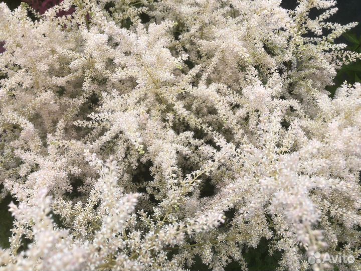 Астильба белая