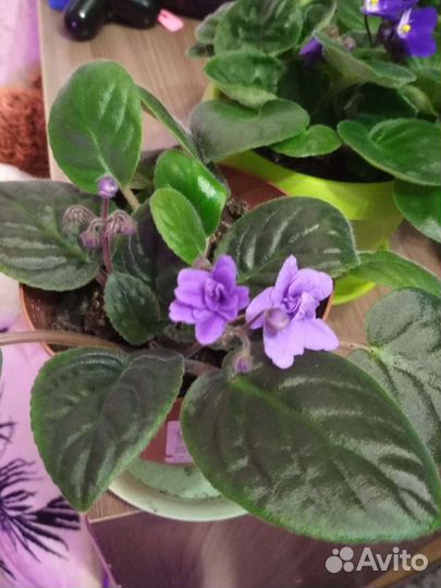 Фиалки сортовые (сенполия)