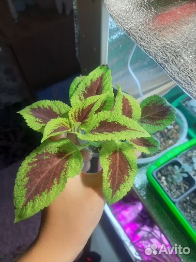 Растение Колеус