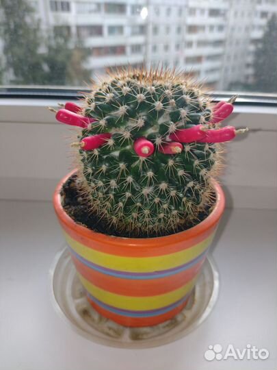 Детка цветущего кактуса