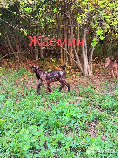 Козы и козлята камори