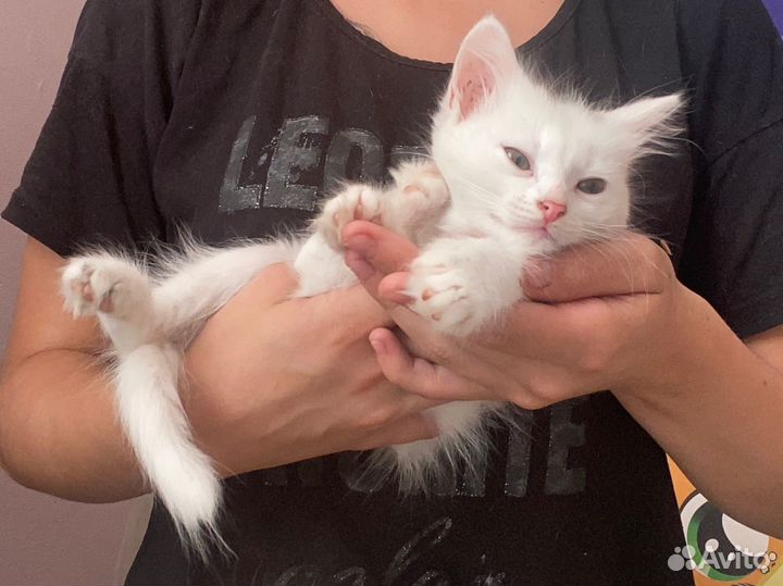 Кошка в дар бесплатно