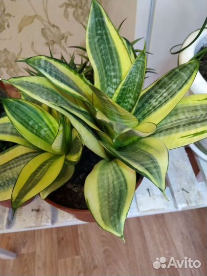 Сансевиерия и хавортия