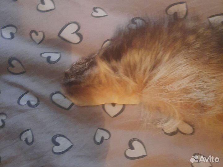 Меховой воротник лиса