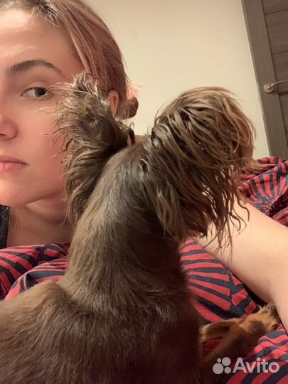 Передержка собак на праздники