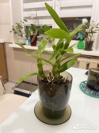 Дендробиум