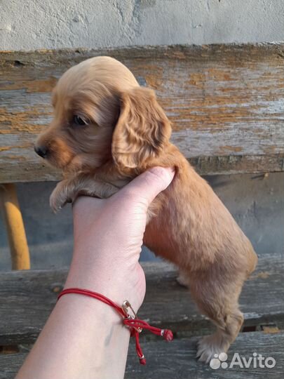 Английский кокер спаниель