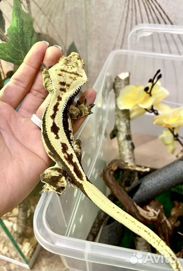 Бананоед Full Striped Harlequin