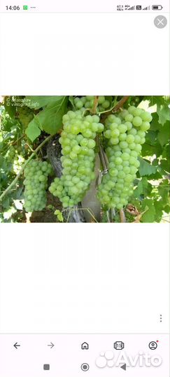 Черенки винограда