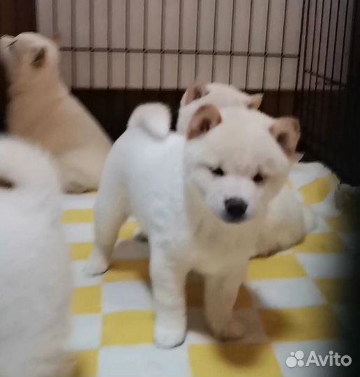 Белые Сиба ину. Ми-ми-мишки