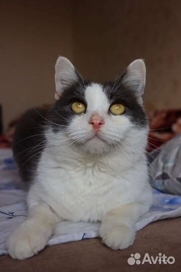 Барон ищет дом