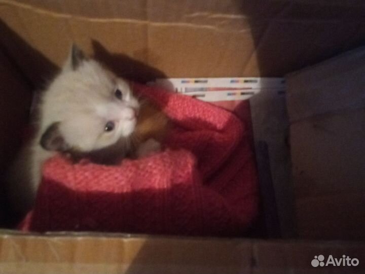 Котята в дар