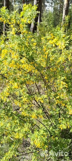 Мёд акация 2024г