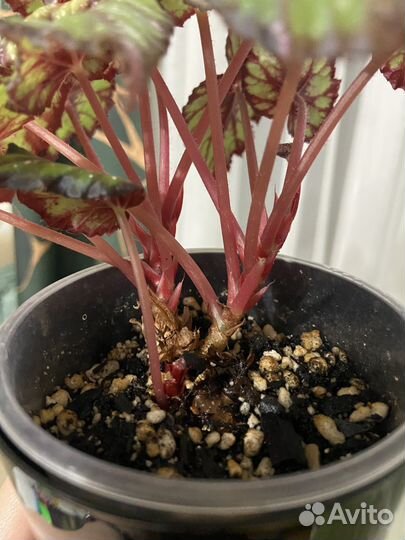 Бегония королевская Африкан Джангл