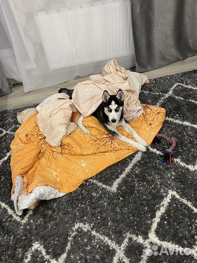 Хаски в добрые руки