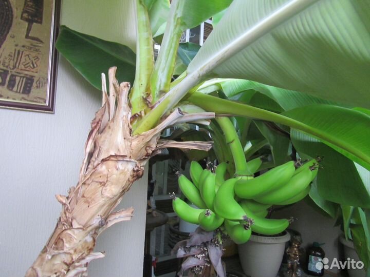 Банан комнатный
