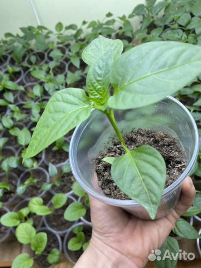 Рассада перцев