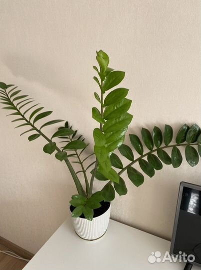 Замиокулькас