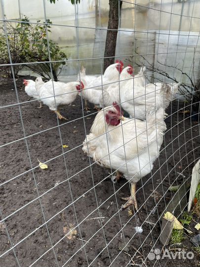 Куры бройлеры живым весом