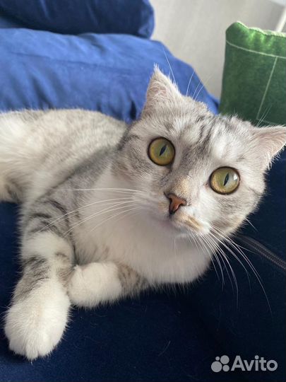 Домашние животные бесплатно кошки