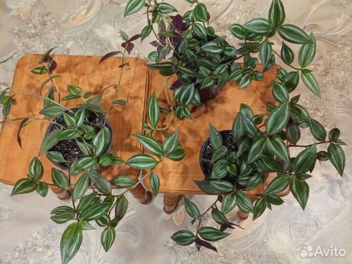 Традесканция зебрина