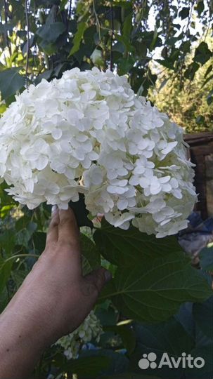 Гортензия