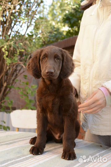 Прямошерстный ретривер