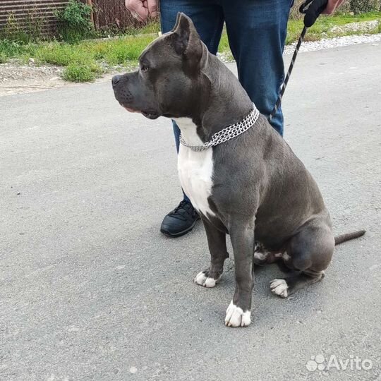 Стаффордширский терьер голубого окраса