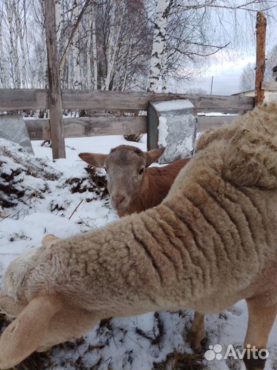 Ягнята (барашки) продам или обменяю