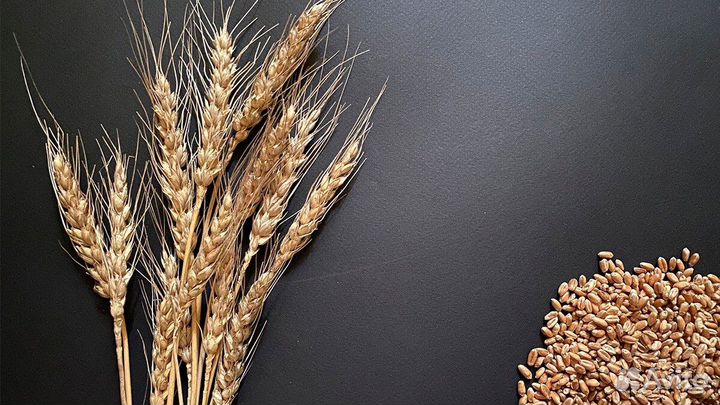 Пшеница+ячмень