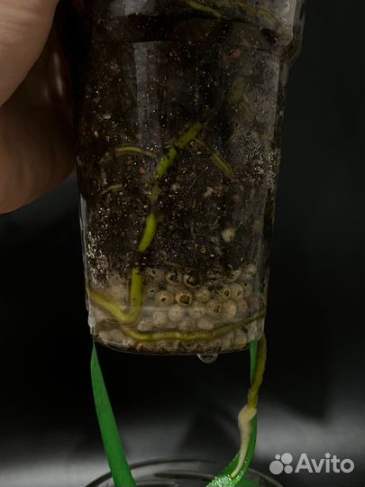 Монстера деликатесная