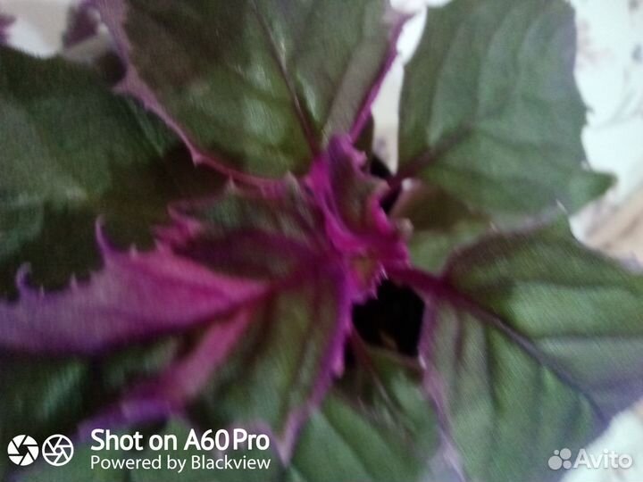 Гинура вариегатная