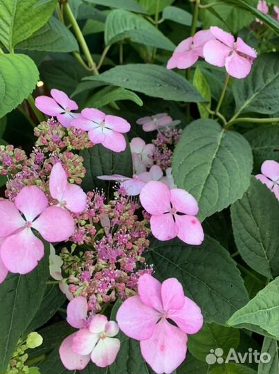 Гортензия пильчатая Блюберд