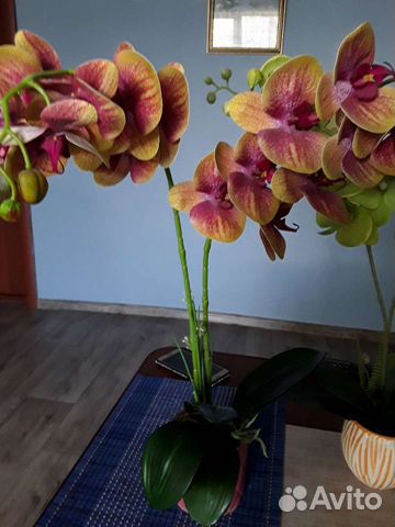 Орхидея (латекс)