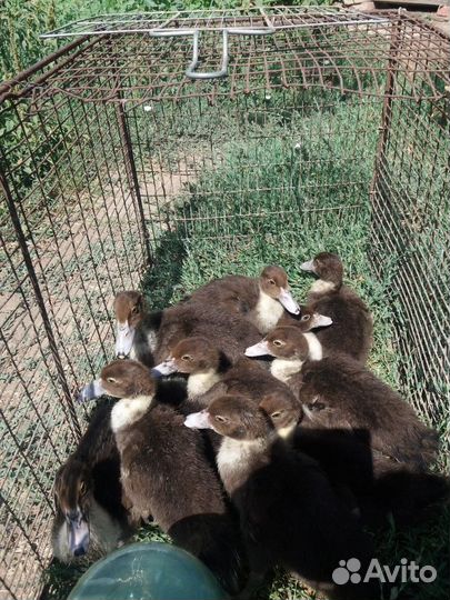 Индоутята и Индоутки