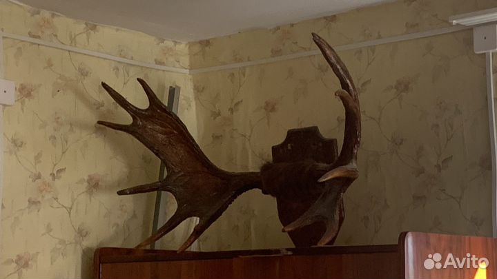 Продам рога лося