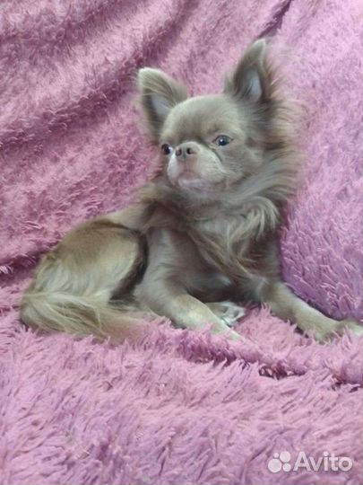 Лиловый чихуа чемпион ркф. вязка