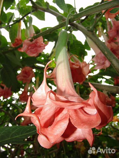 Бругмансия