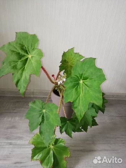 Бегония воротничковая