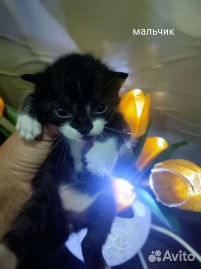 Кошка в дар