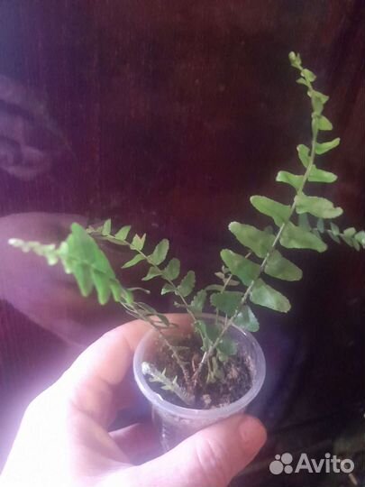 Комнатные растения