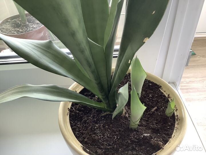 Сансевиерия Уитни и Муншайн