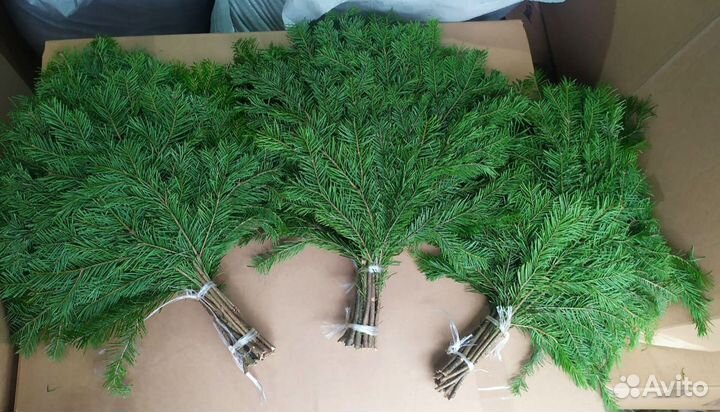 Веники пихтовые, можжевеловые